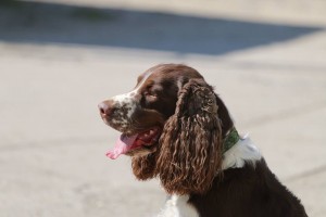 Iran složil další úspěšné zkoušky záchranářského psa.