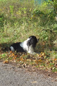 A půjdeme na stopu.