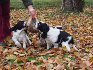Nejraději okousavají a nosí starý míč. Že by budoucí fotbalisté?