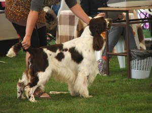 Ice Age Dowiti´s - Edwin.