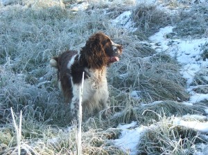 Rambo je huňatý devítiletý medvěd!