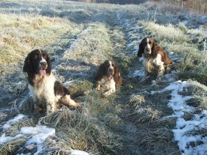 Reisha pomáhá slavit Rambovi a Giuliankovi.