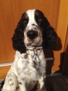 Perla z Větrné paseky