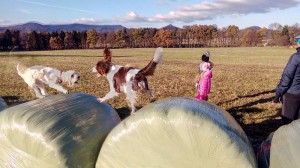 Rixie alias Bettynka ráda skáče po balíkách sena.