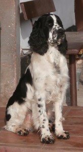 Bratr Polly Pegásek.