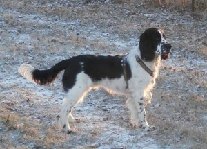 Pegásek obhlíží první sníh.