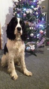 Ryan z Větrné paseky