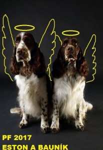 Tatínek našich štěňátek Winterwater Creek´s Daredevil - Bauník a jeho kámoš Eston.