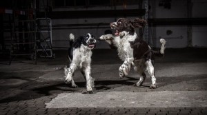 Robin z Větrné paseky a Barney Lady Gold.