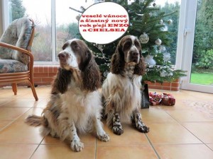 Isolda z Větrné paseky (Chelsea) a Enzo od Jakubského rybníka.