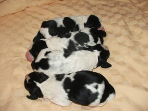 Štěňátka čtyři dny.