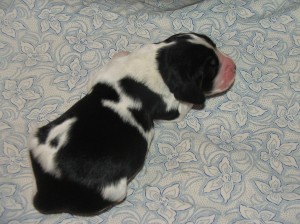 Pejsek č. 1 - s pálením