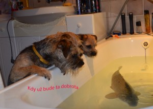 CHS z Tomkovy hájenky - Hera Ostrý lovec, Áres z Tomkovy hájenky a Cita z Tomkovy hájenky