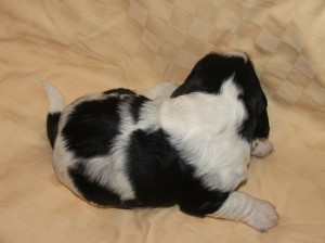 Pejsek 1 - Shaggy z Větrné paseky