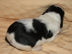 Pejsek č. 2 - Scotty