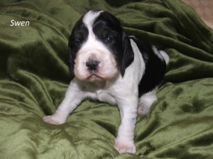 Swen z Větrné paseky