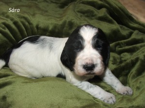 Sára z Větrné paseky