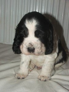 Shaggy se nechce fotit.