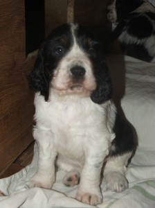 swen je velmi milý pejsek.