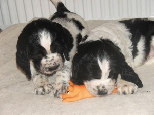 Od malička se už učíme lovit prasata, vždyť jsou přemnožená, ne?