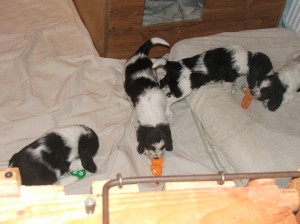 Musíme se vyřádit a pak teprve budeme hodná a budeme spinkat.