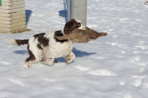 Portos aportuje pernatou.