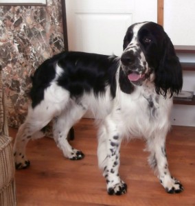 Pegas po úpravě srsti.