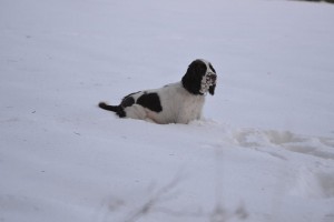 Není toho sněhu trochu moc? Orsanka
