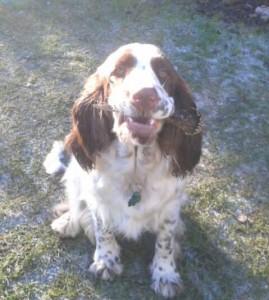 31.12. našla Orsanka parůžek.