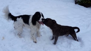 Ryan a jeho kámoš.