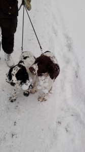 A takto letos vypadaly po procházce Ornella a její kámoška Candy z Vrchánova.