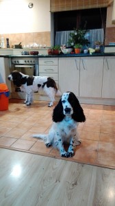 Nejlépe je doma v kuchyni - Ornellka a Candy