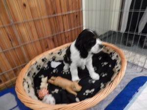 Sweník v novém domově.