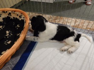 Sweník zkoumá svůj pelíšek v novém domově.