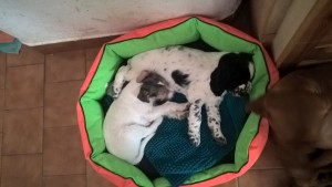 Sárinka v novém domově s kámoškou Kendy.