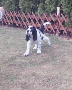 Scottík neměl problém se ihned adaptovat do nové rodiny.