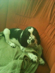 Scotty v novém domově.