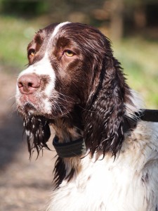Reisha je moudrá, inteligentní, učenlivá, krásná, milá, šíííkovná.....