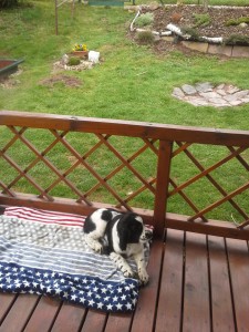 Shaggy na pelíšku.