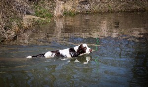 Portos jarní koupel.