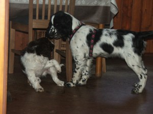 Sárinka přijela na návštěvu, když byl u nás ještě Timmyšek těsně před odjezdem do nového domova.Ti dva si skvěle hráli.