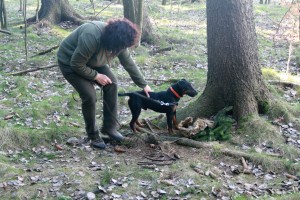 Jagdteriér Goro při výcviku.