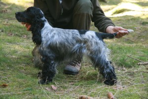 Bonie se učila i připravu na výstavu - postoj.