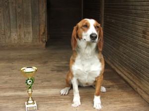 Pracovala jsem i s německou brakou Almou a LZ mezi ostatními plemeny vyhrála.