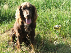 Velmi inteligentní a dobře cvičitelný pes byl Louis - Tedy a vyhráli jsme spolu BZ v I. ceně.