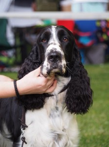 MVP Mladá Boslev - Pegas, Polly a Reisha