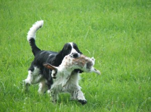 Takto Kerdík aportoval srstnatou zvěř.