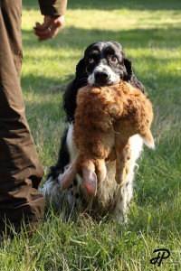 HUbín odevzdává na MKVZ srsnatou zvěř.