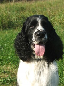 Nero - výsledek testu PRA CORD 1 negativní.