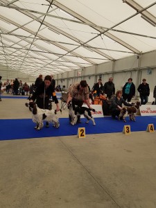 POlly - Mezinárodní výstava Praha - výborná